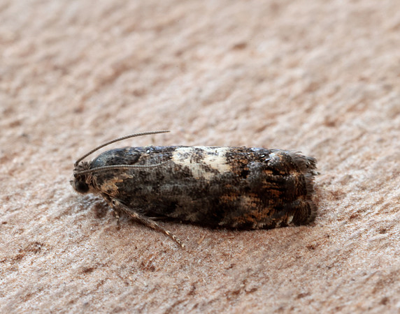 49.365 BF1229 Pammene albuginana