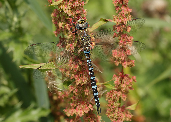 Migrant Hawker Aeshna mixta