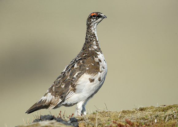 Ptarmigan Lagopus mutus