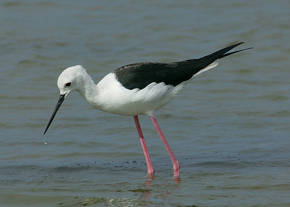 Black-winged Stilt Himantopus himantopus