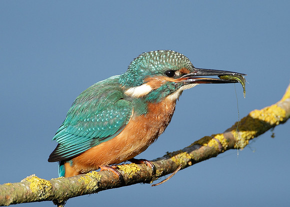 Kingfisher Alcedo atthis