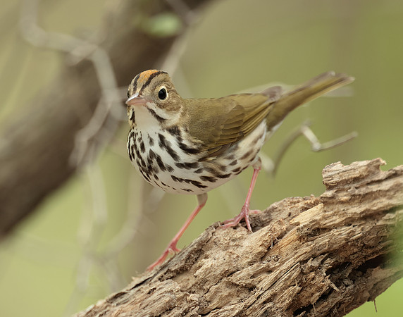Ovenbird Seiurus aurocapilla