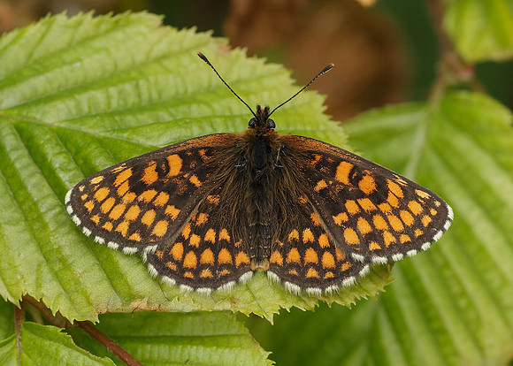 Heath Fritillary Melitaea athalia