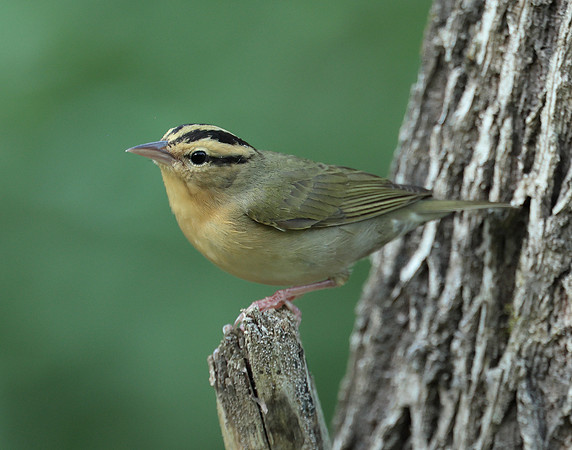 Worm-eating Warbler Helmitheros vermivorum
