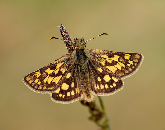 Chequered Skipper Carterocephalus palaemon