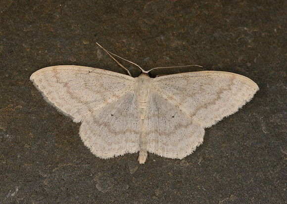 70.027 BF1693 Cream Wave Scopula floslactata
