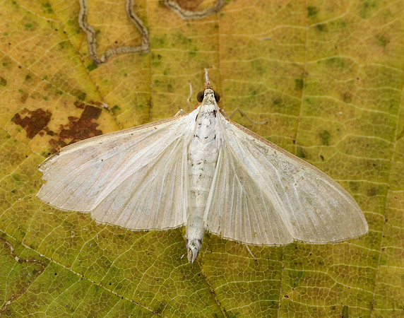 63.048 BF1408 Palpita vitrealis
