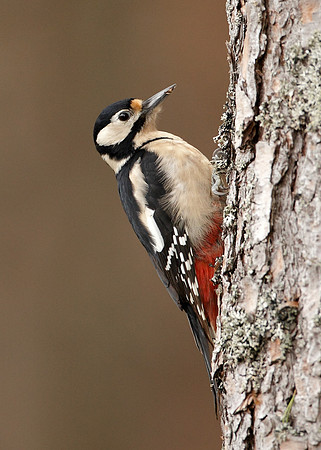Great Spotted Woodpecker Dendrocopus major