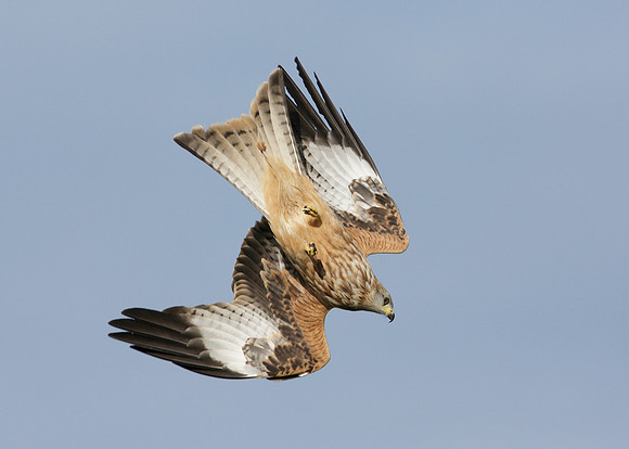 Red Kite Milvus milvus