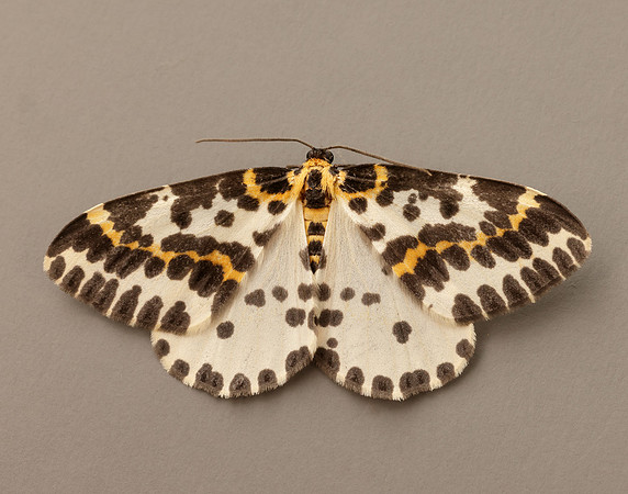 70.205 BF1884  Magpie Abraxas grossulariata