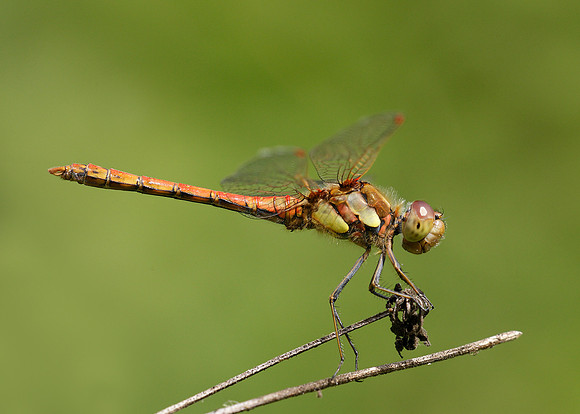 Common Darter Sympetrum striolatum