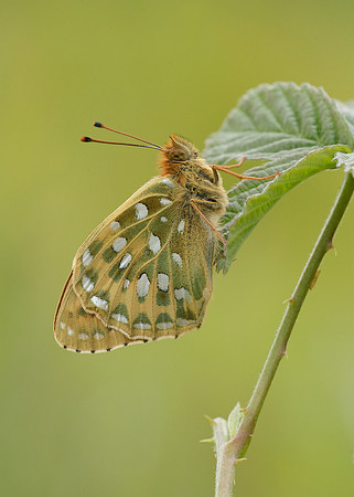 Dark Green fritillary Argynnis aglaja