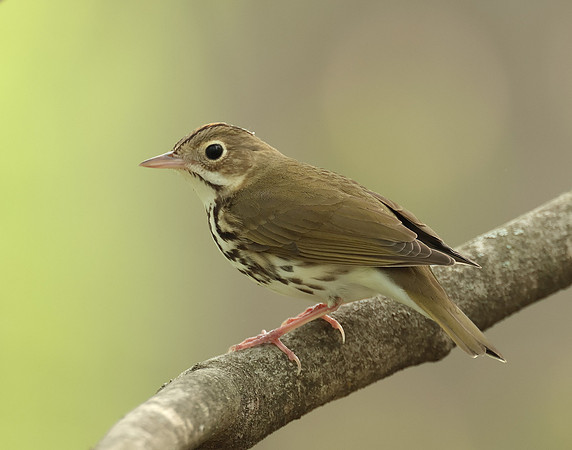 Ovenbird Seiurus aurocapilla