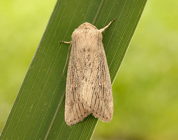 73.302 BF2204 Obscure Wainscot Leucania obsoleta
