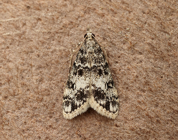 63.067 BF1338 Eudonia lacustrata