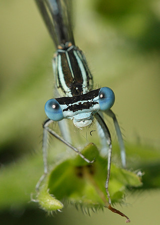 White-legged Damselfly Platycnemis pennipes