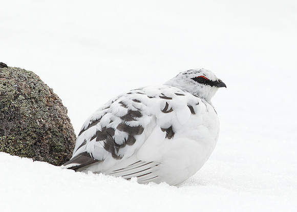 Ptarmigan Lagopus mutus