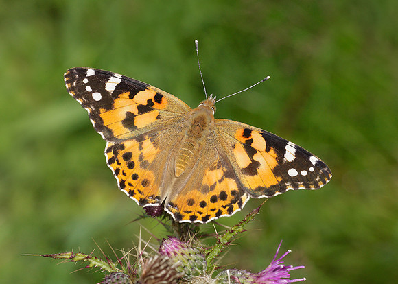 Painted Lady Vanessa cardui