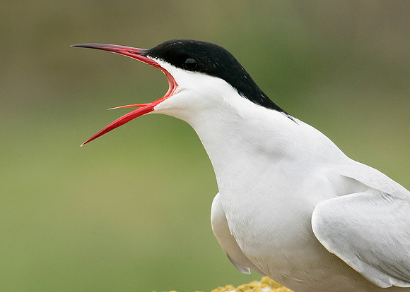 Arctic Tern Sterna paradisaea