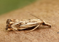 63.102 BF1316 Catoptria falsella
