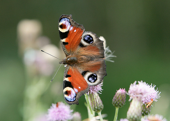 Peacock Inachis io