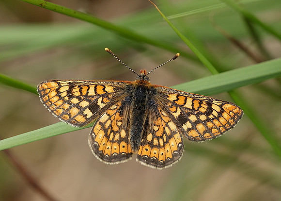 Marsh Fritillary Euphydryas aurinia