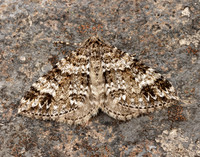 70.131 BF1809 Twin-spot Carpet Mesotype didymata