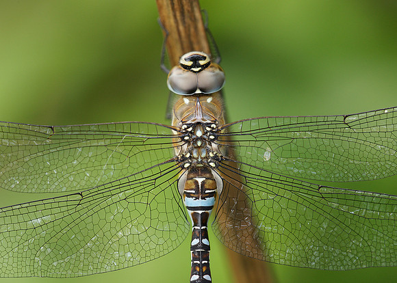 Migrant Hawker Aeshna mixta
