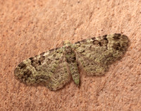 70.144 BF1860 Green Pug Pasiphila rectangulata