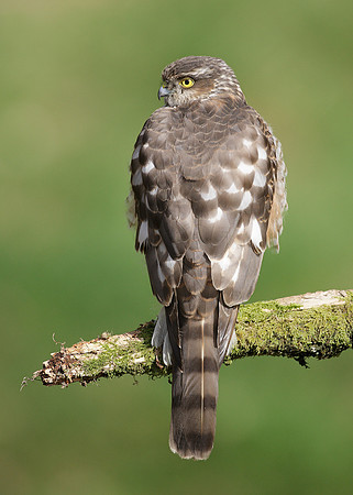 Sparrowhawk Accipiter nisus