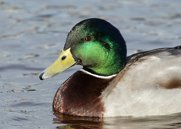 Mallard Anas platyrhynchos