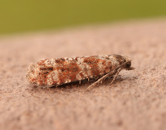 49.307 BF1212 Spotted Shoot Moth Rhyacionia pinivorana