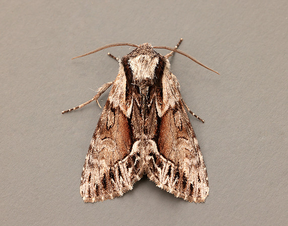 73.110 BF2320  Saxon Hyppa rectilinea