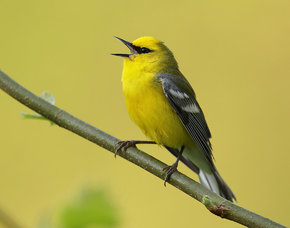 Blue-winged Warbler Vermivora cyanoptera