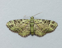 70.144 BF1860 Green Pug Pasiphila rectangulata