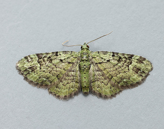 70.144 BF1860 Green Pug Pasiphila rectangulata