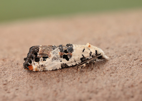 49.094 BF923 Phtheochroa sodaliana