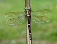 Common Hawker Aeshna juncea