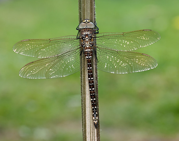 Common Hawker Aeshna juncea