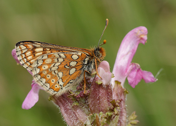 Marsh Fritillary Euphydryas aurinia