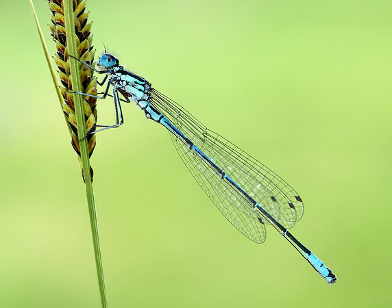 Variable Damselfly Coenagrion pulchellum
