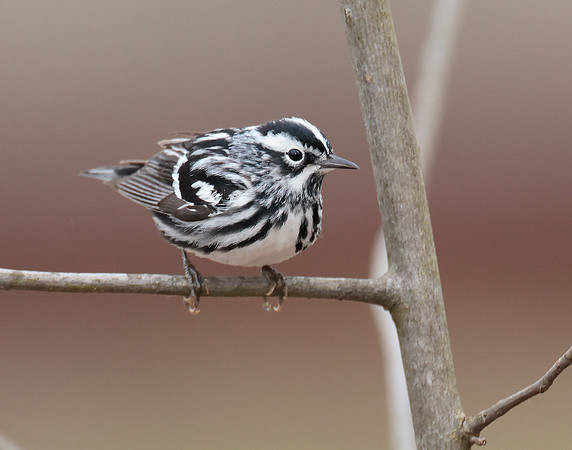 Black & White Warbler Mniotilta varia