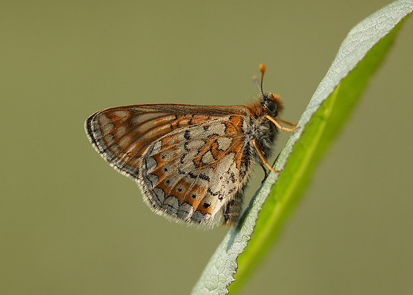 Marsh Fritillary Euphydryas aurinia