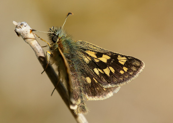 Chequered Skipper Carterocephalus palaemon