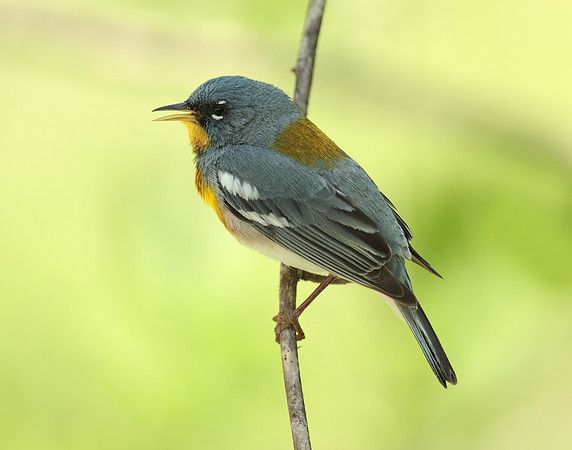 Northern Parula