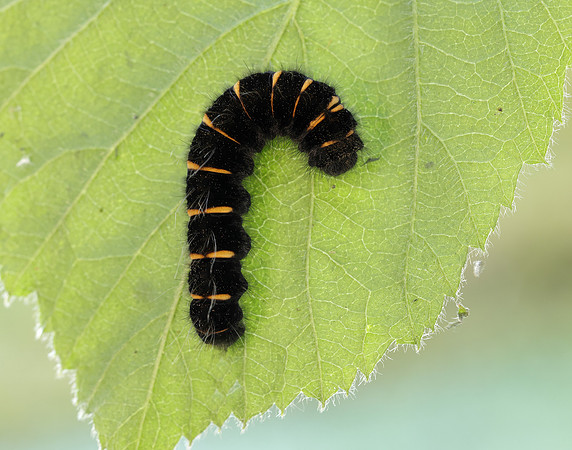 66.008 BF1638 Fox Moth Macrothylacia rubi
