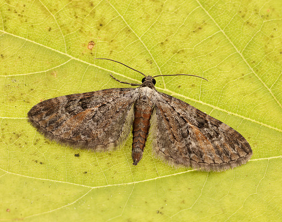 70.187 BF1838 Tawny Speckled Pug Eupithecia icterata