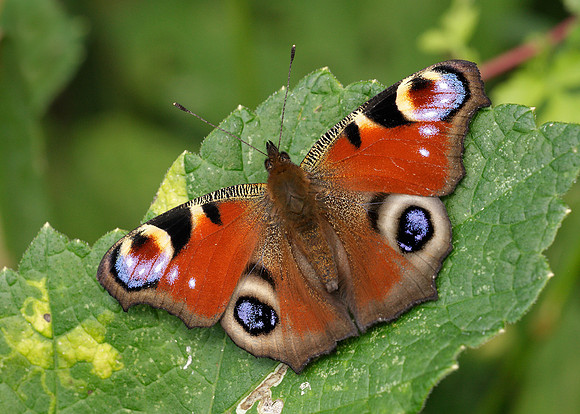 Peacock Inachis io