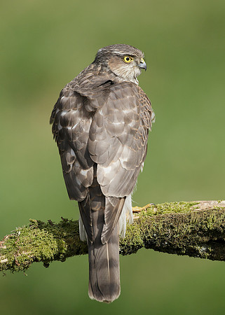 Sparrowhawk Accipiter nisus