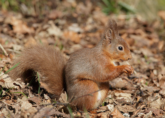 Red Squirrel Sciurus vulgaris